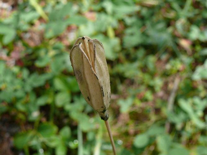 lily seed pods